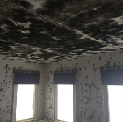 Mold Cleaning Long Island