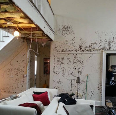 Black Mold Removal Long Island