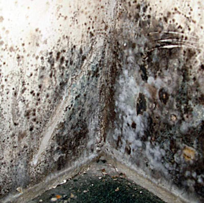 Crawl Space Mold Removal Long Island