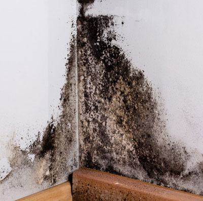 Bathroom Mold Removal Long Island